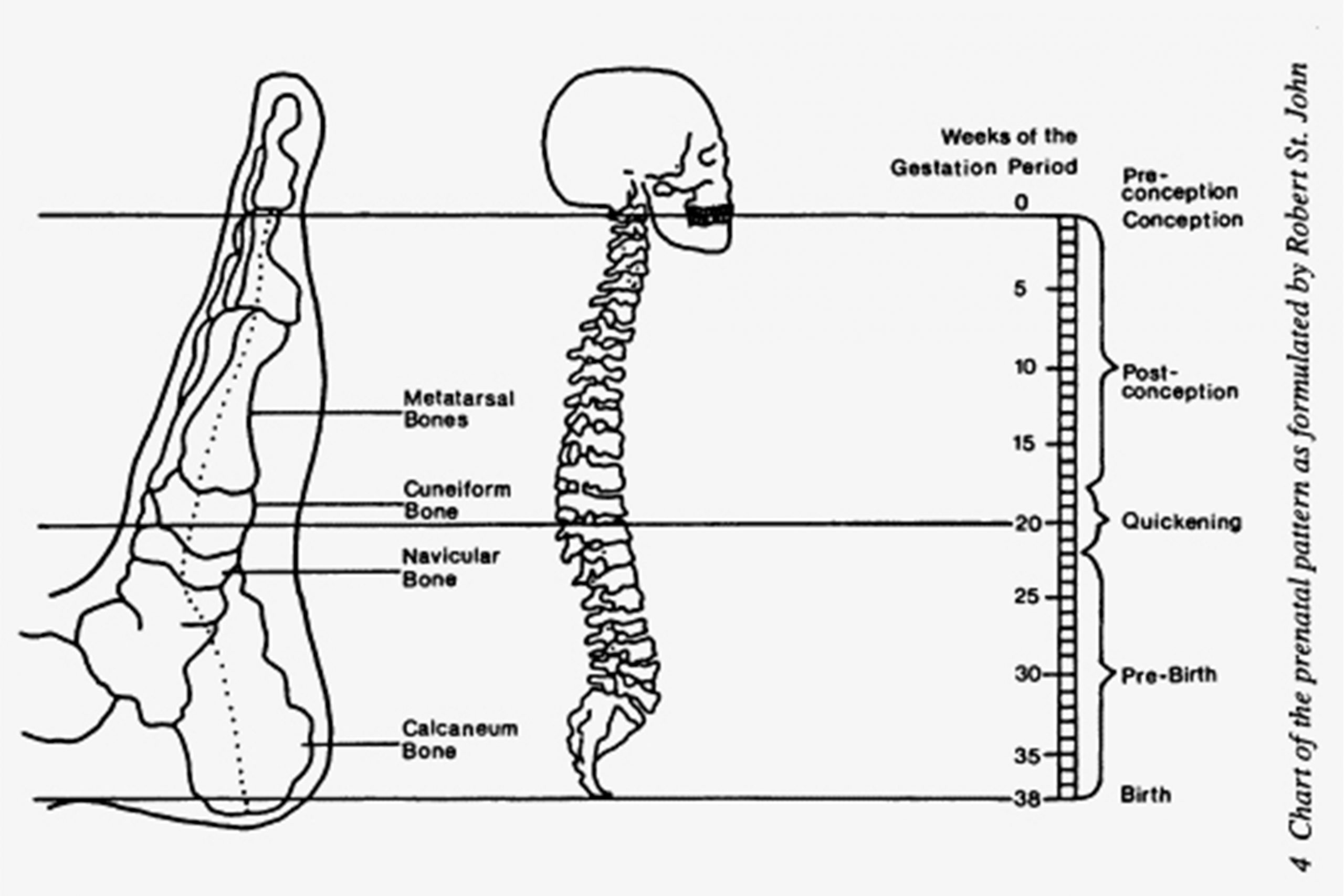 Metamorfózis diagram